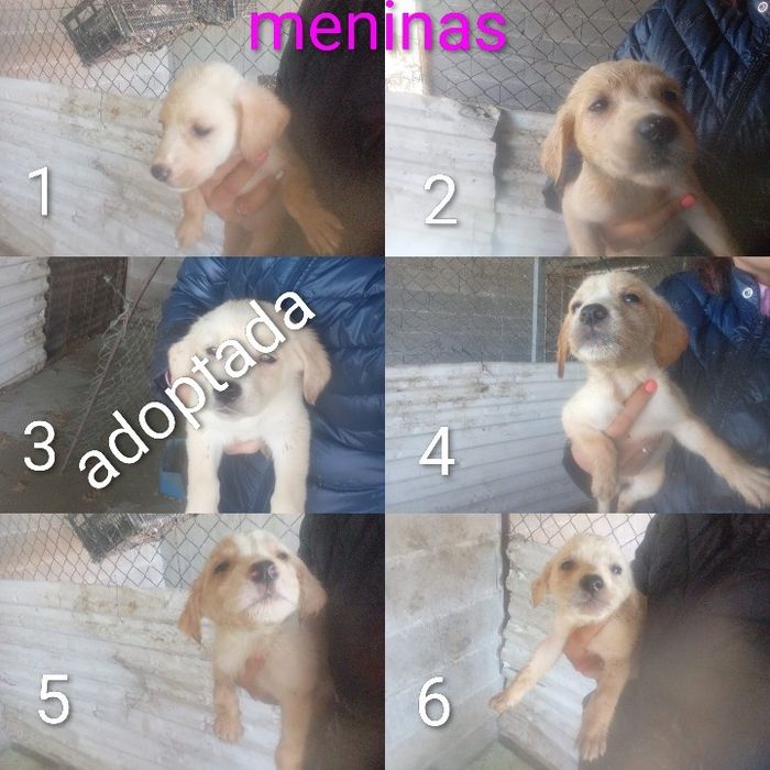 Cachorrinhos para adoção
