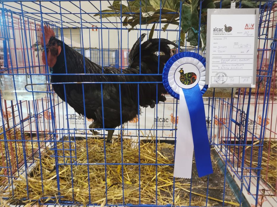 JERSEY GIGANTE NEGRO, OVOS DE INCUBAÇÃO.