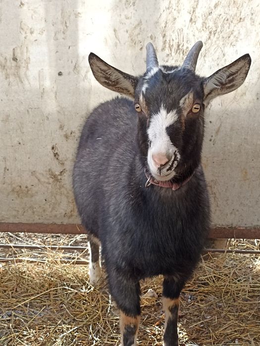Продам козу. Не на мясо.