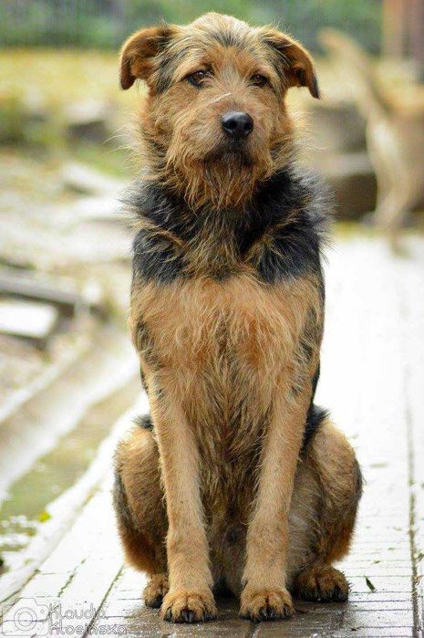 Wezyr - inteligentny psiak w typie terriera