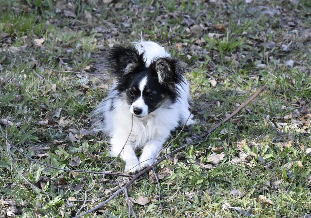 papillon - śliczny piesek, hodowla ZKwP