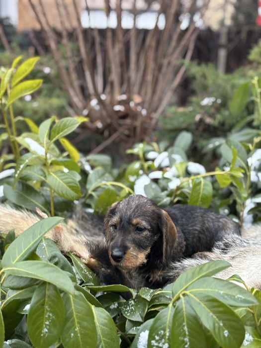 Jamnik szorstkowłosy