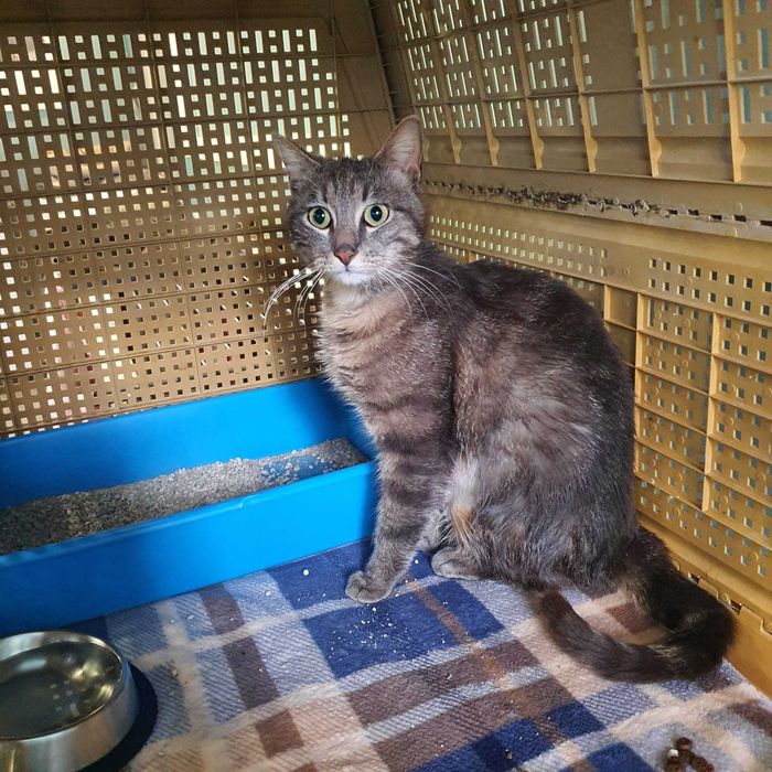 Vários gatinhos para adopção