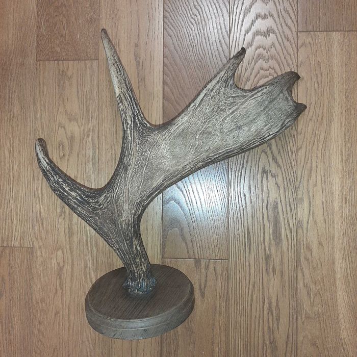 Poroża jelenia i łosia