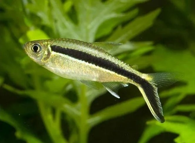 Tetra pinguim (thayeria boehlkei)