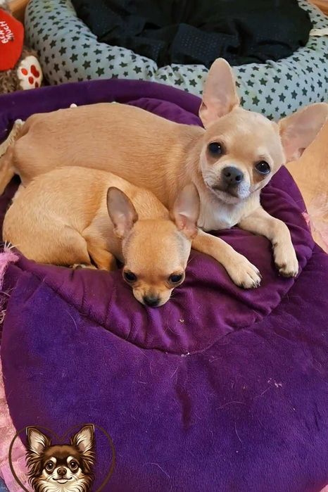 Samiec chihuahua w rzadkim umaszczeniu blue fawn