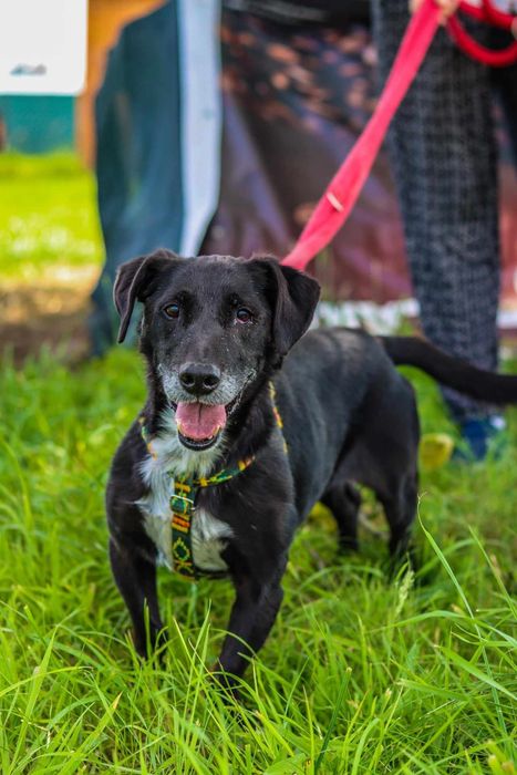 Agent szuka swojego domku