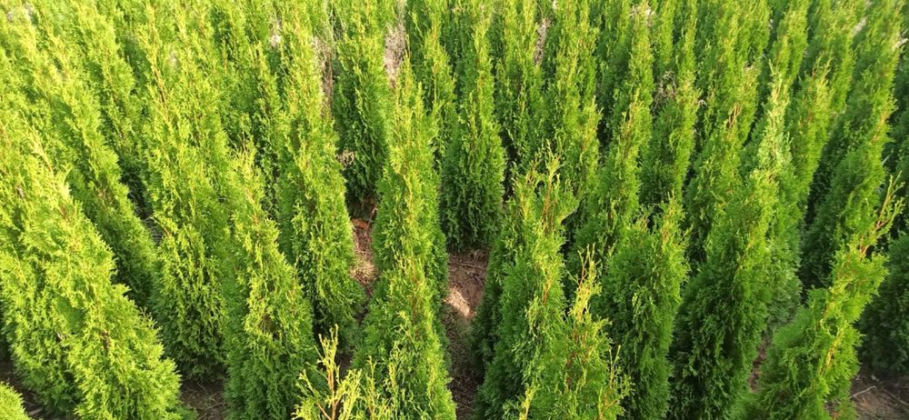 WYPRZEDAŻ Tuja szmaragd 150-160cm