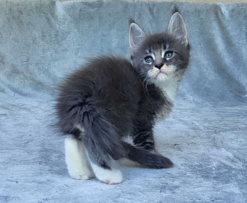 Kocurek Maine coon z rodowodem FPL