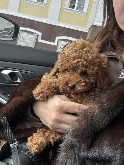 Той пудель хлопчик, 3,5 місяці, FCI, повністю вакцинований