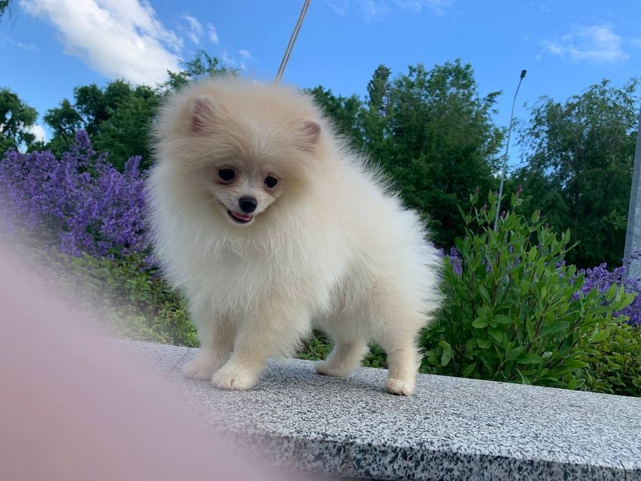 Шпиц, очень красивый щенок КСУ/FCI