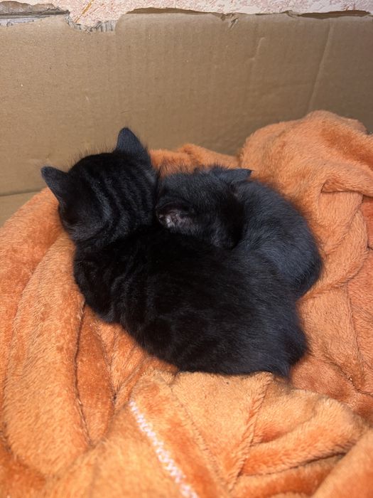 Продам бенгальських кошенят