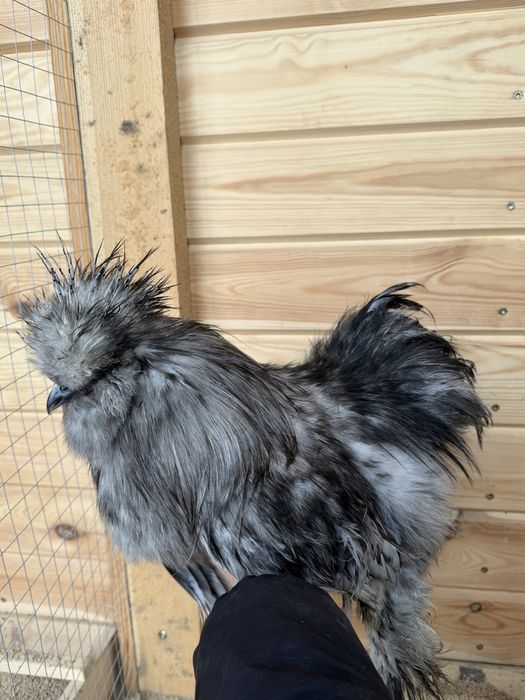 Sprzedam koguta silki