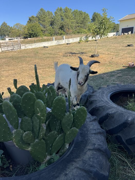 Cabras anãs procuram novo dono