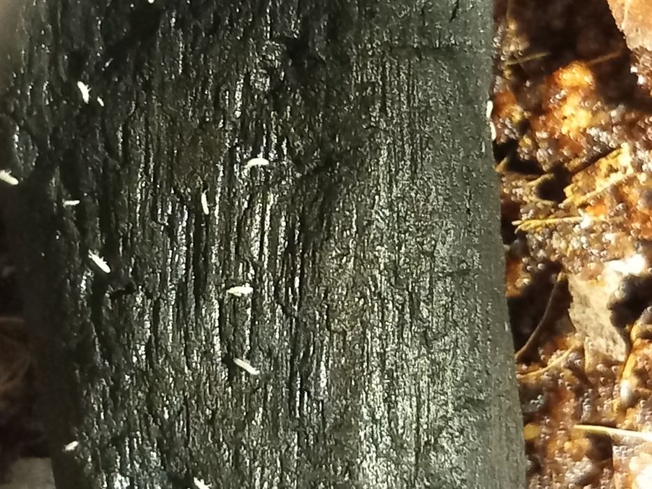 Skoczogonki białe/ekipa sprzątająca