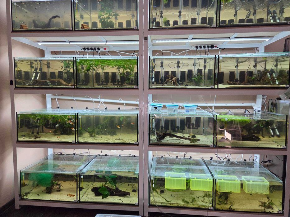 Krewetki poselekcyjne MIX