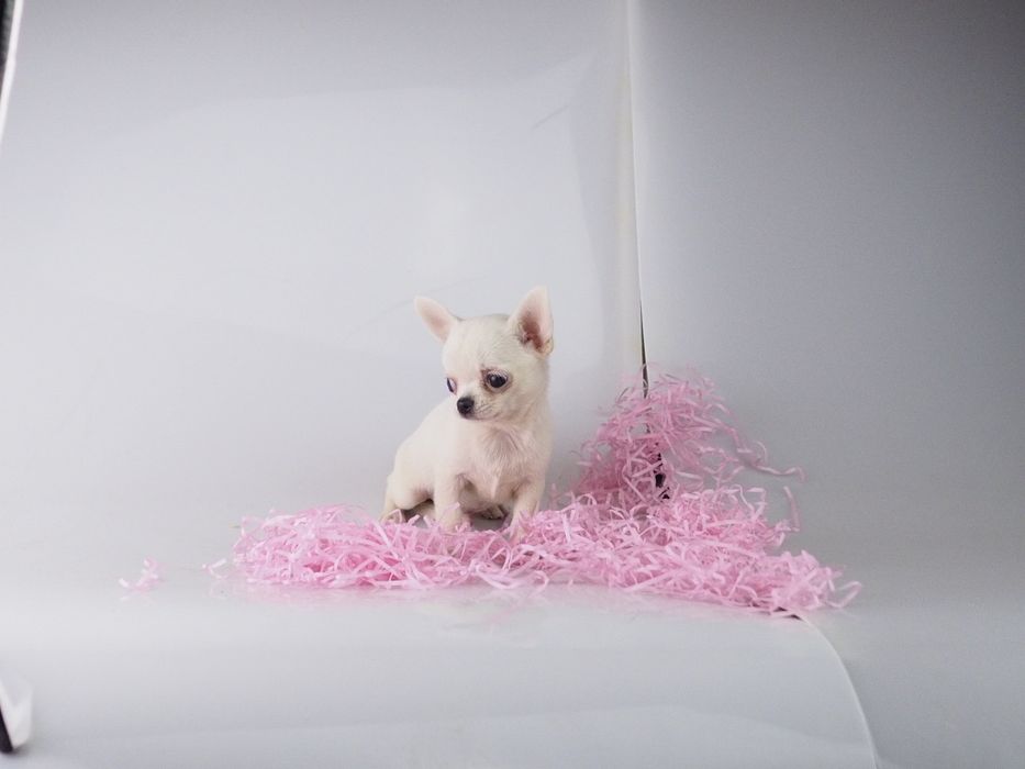 Chihuahua mini długowłosy , gładki