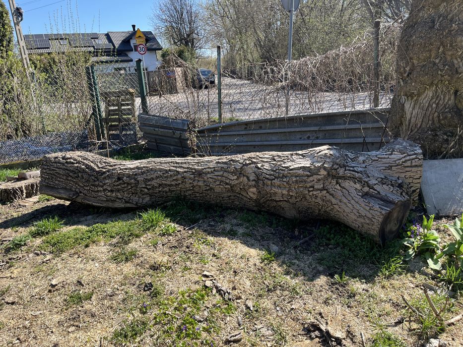 Kłoda orzecha włoskiego