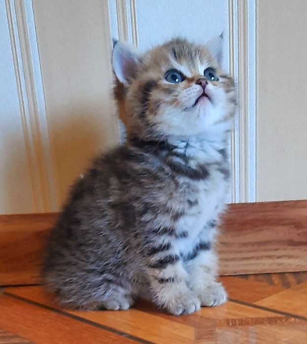 Няшечки-мілашечки