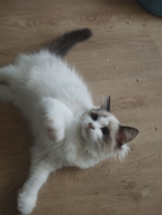 Kociak rasy ragdoll
