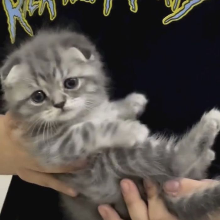 Котик і киця в наявності