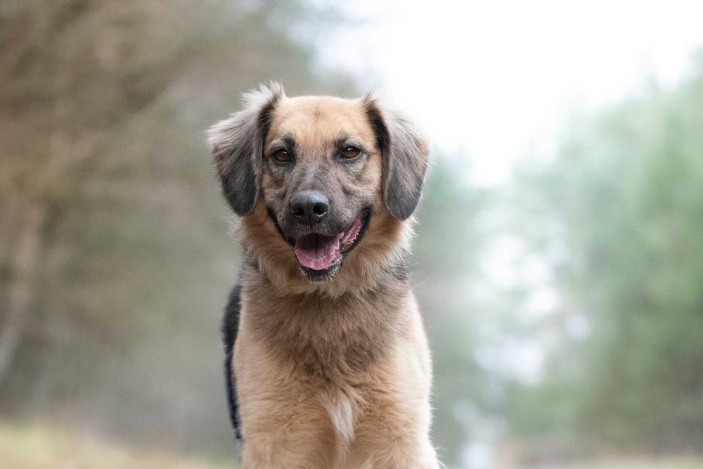 CZINI - młody wesołek