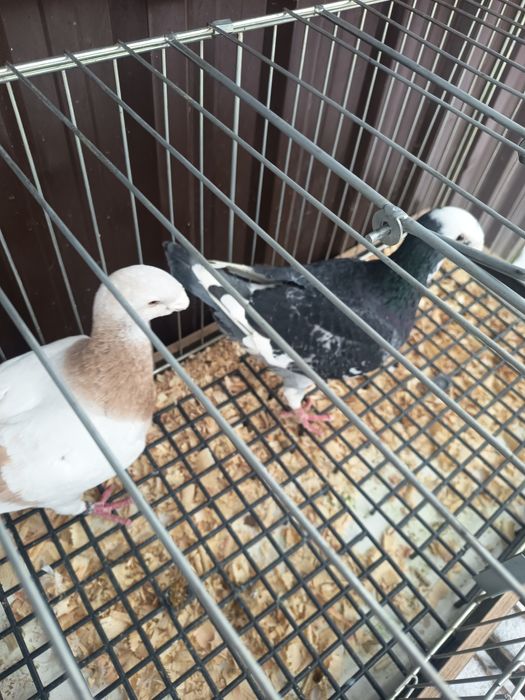 Sprzedam gołębie niemieckie wystawowe