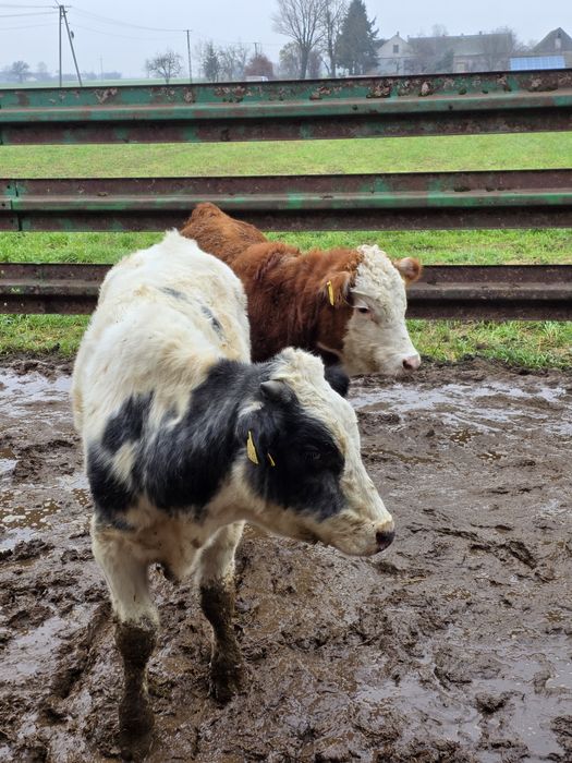 Byczki odsadki 14 sztuk