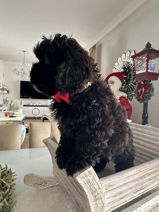 Sliczna dziewczynka Cavapoo F1