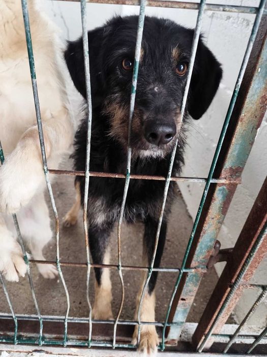 LÍRIO (Macho, Porte Médio) Para Adoção