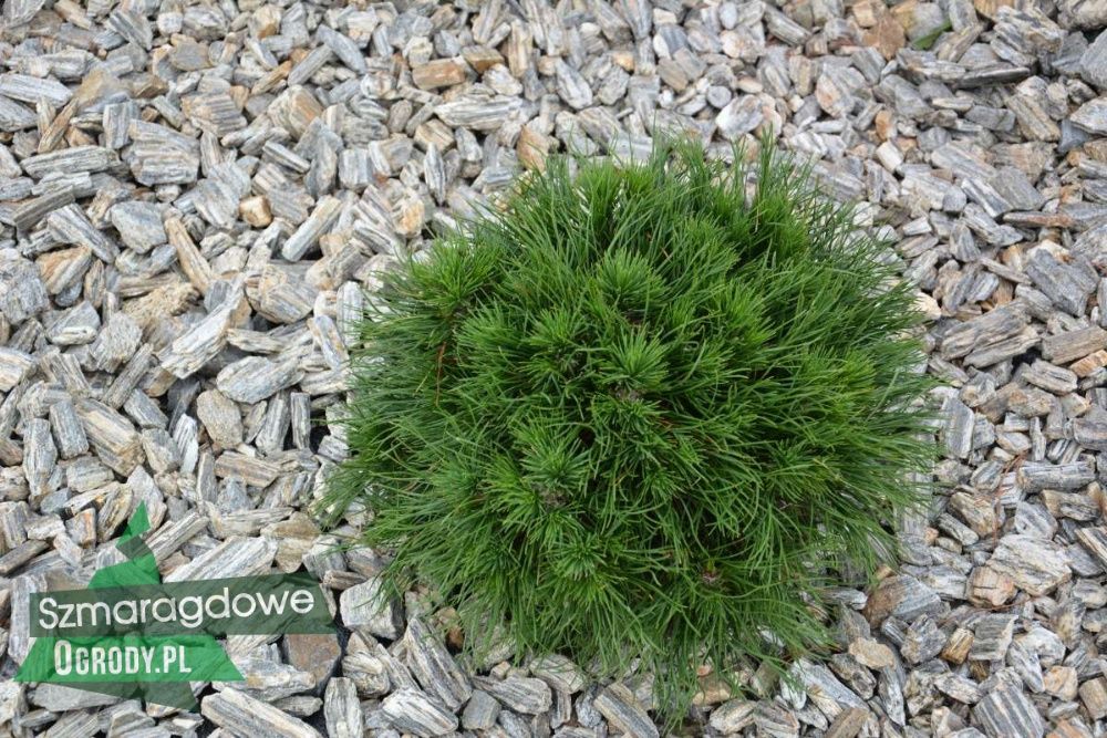 Kora kamienna GNEJS 11-32 kamień ogrodowy TRANSPORT Łódź i okolice