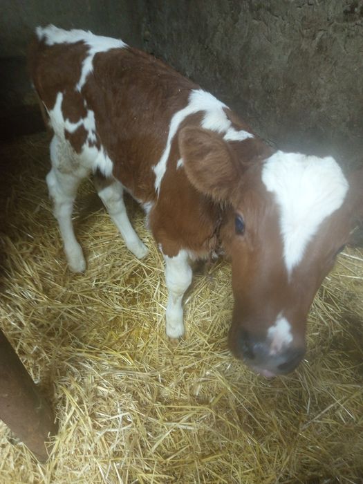 Продажа тварини за номером телефону