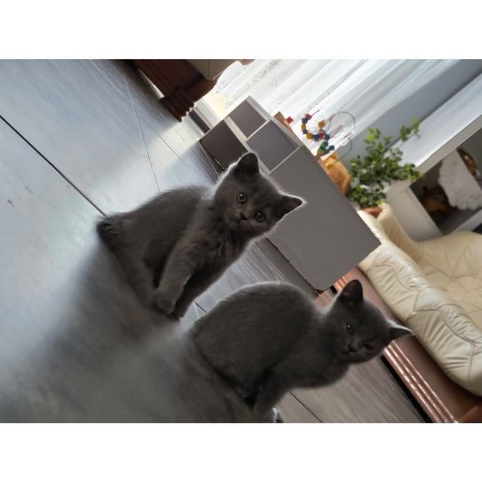 Brytyjski krótkowłosy kocięta