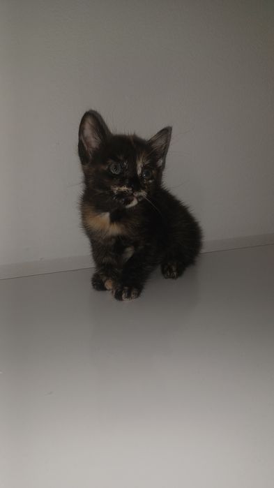 Gatinha tricolor