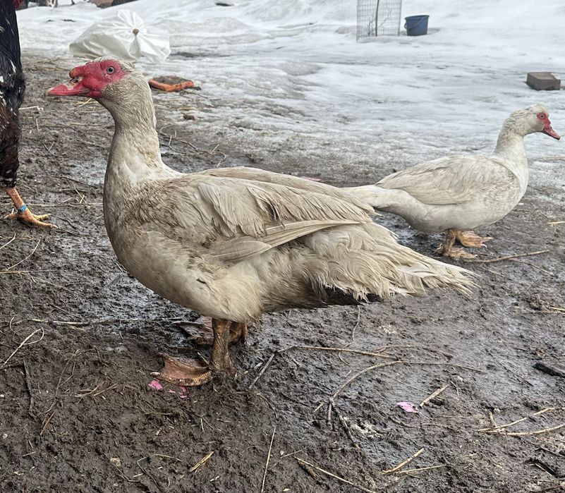 Шипуни  німецька важка лінія.Терміново