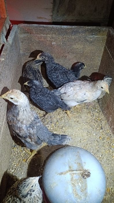 Pintos Nascidos de Ovos Várias Cores