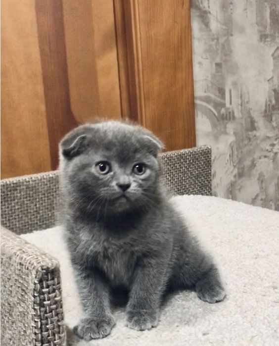 Пропоную дівчинку