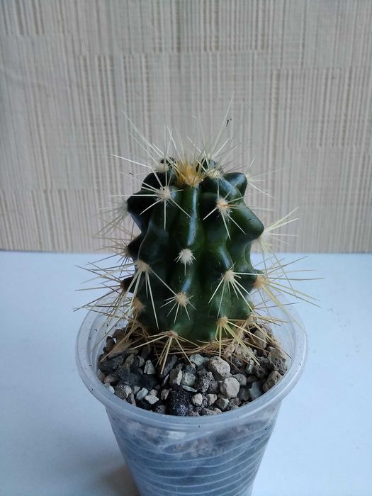 Кактус разные виды