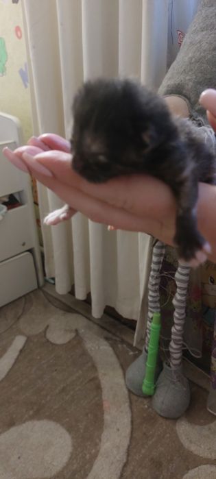 Кошенята від трьохмастной кішки
