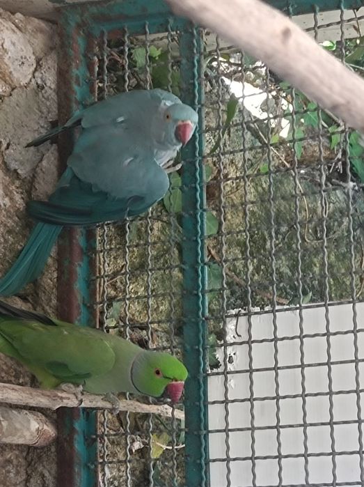 Vendo casal  de ring neck