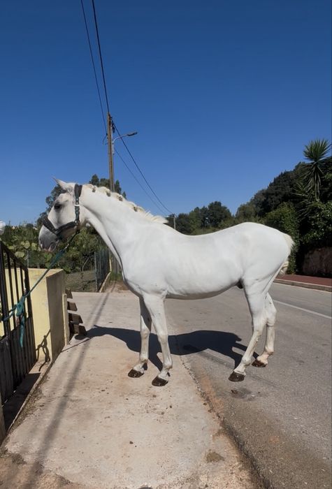 Cavalo mansinho montado e engatado