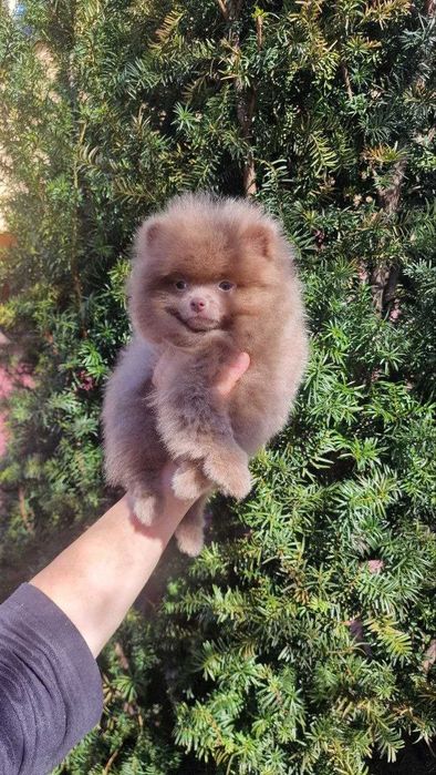 Szpic liliowy  piesek