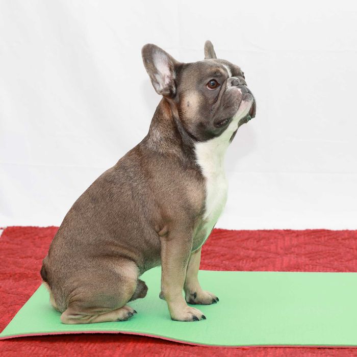 Французький бульдог під вязку