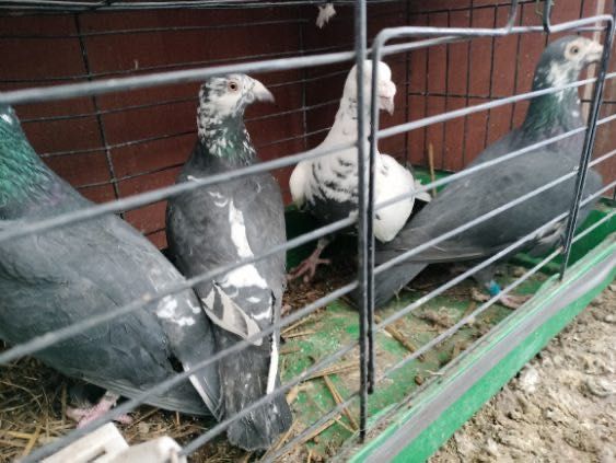 Gołębie tygrysy sprzedam