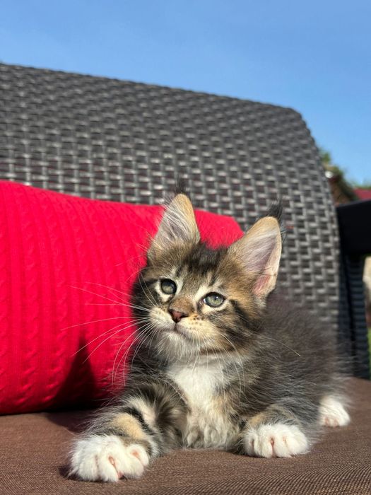 Severin-Kocurek Maine Coon