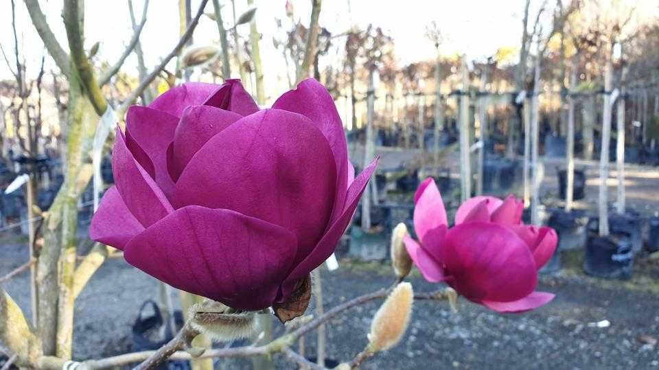 Магнолія Хоней Тюліп Джені Суланжа Ліней Вулкан Дафні Сенсація Бетті Нігра Альба Суперба Спектрум Імператор Афродіта Ліней альба Рустіка рубра