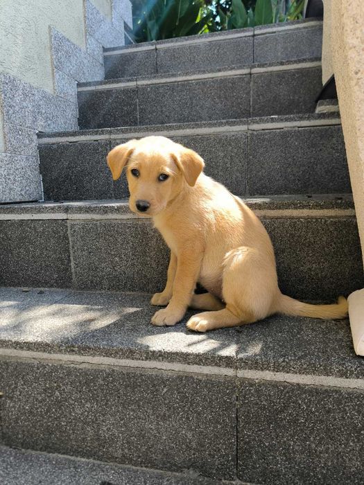 2 cadelinhas raçada Labrador - para adoção responsável