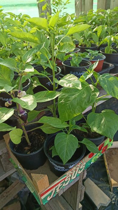 Vendo Plantas de Pimentas / Malaguetas raras ( 200 variedades)