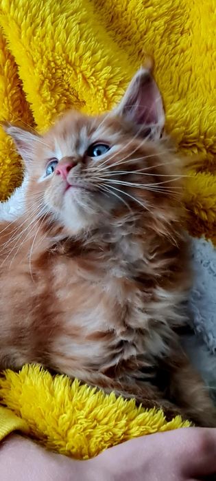 Maine Coon Rudy kocurek śliczny
