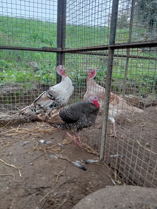 Perus machos e fêmeas com 1 ano